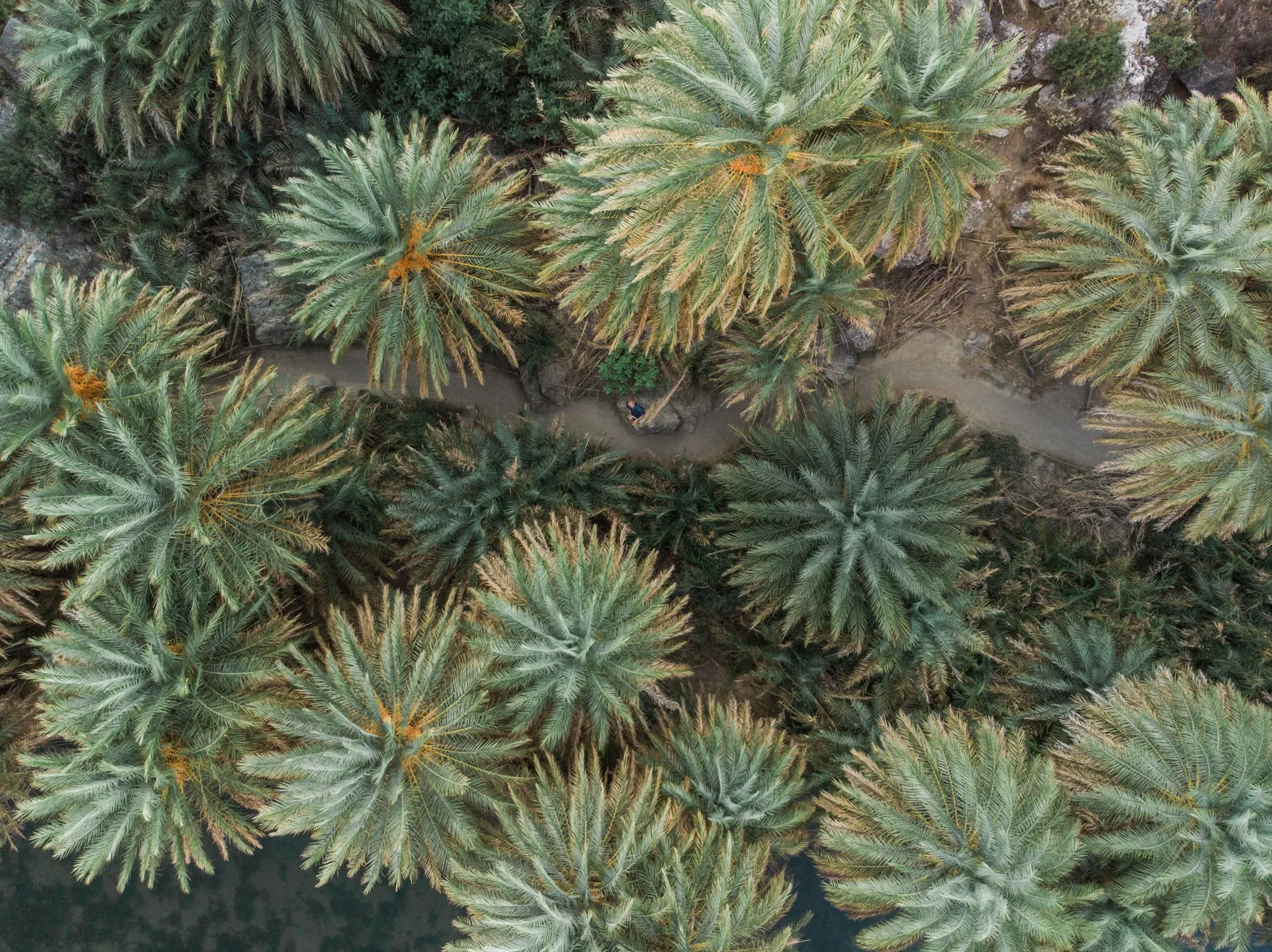 The crowns of a dense palm grove seen from directly above in eastern Crete