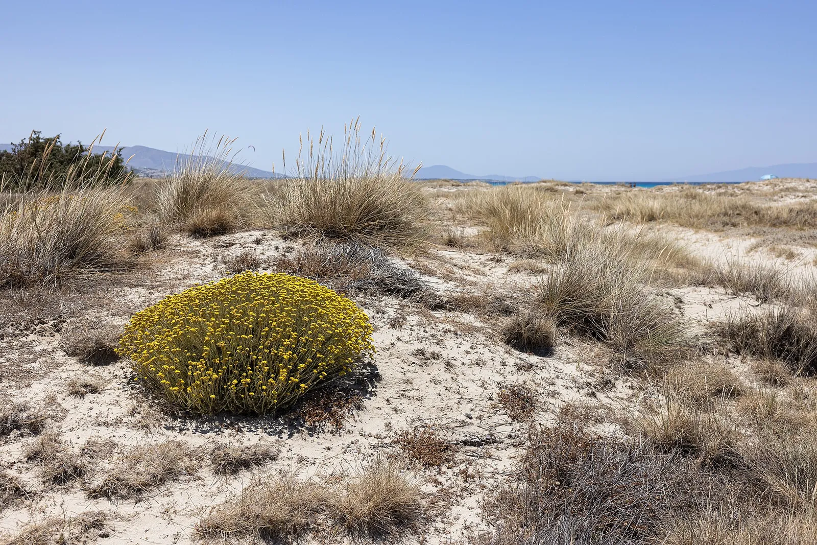 Dunes and low scrub behind the shore on Naxos, Greece