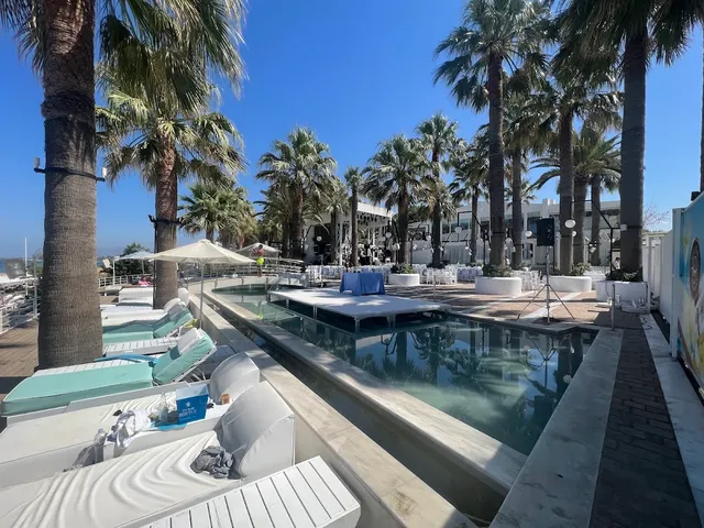 A pool surrounded by tall palm trees and cushioned sun loungers under blue skies