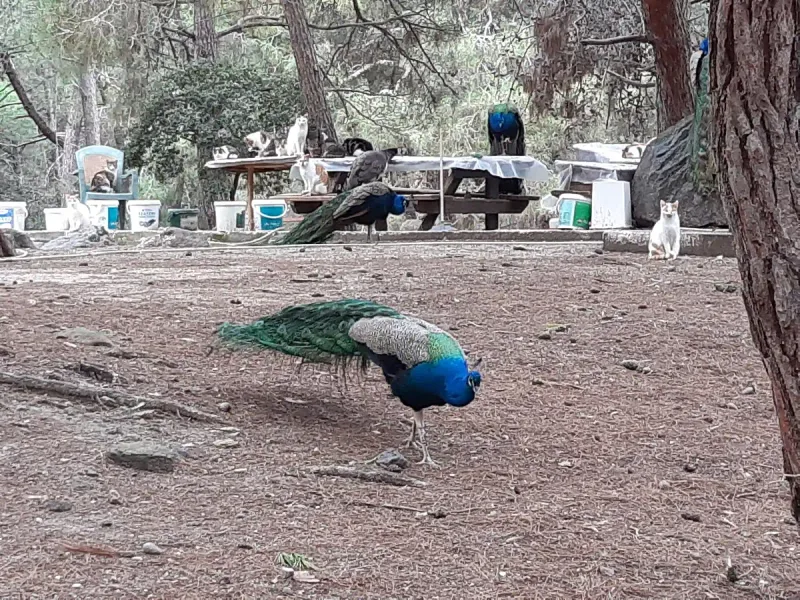 A peacock among shade trees and picnic tables in Plaka Forest on Kos