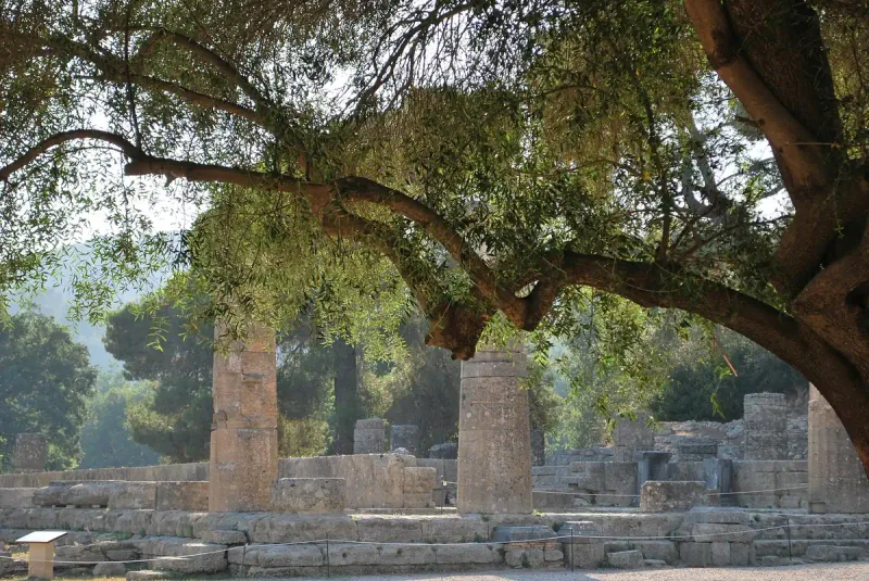 Ruined columns and temple stones in the shade of a twisting olive tree