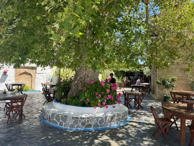 An old tree inside a round stone planter with pink geraniums and wooden tables