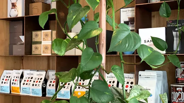 Wooden shelves loaded with coffee bags and boxes, and a green climbing plant in front