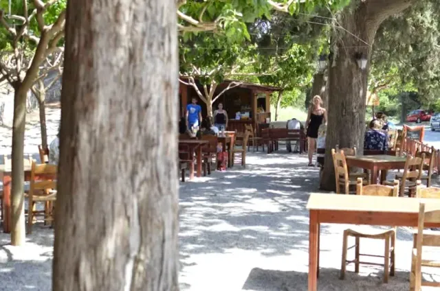 Wooden tables shaded by large plane trees on gravel ground, with people in the background