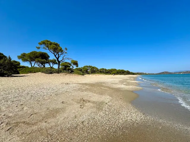 An empty sandy beach with pine trees at its edge, small waves and a blue sky