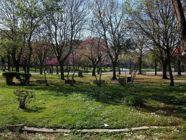A wide city park with lawns, trees and pink blossom