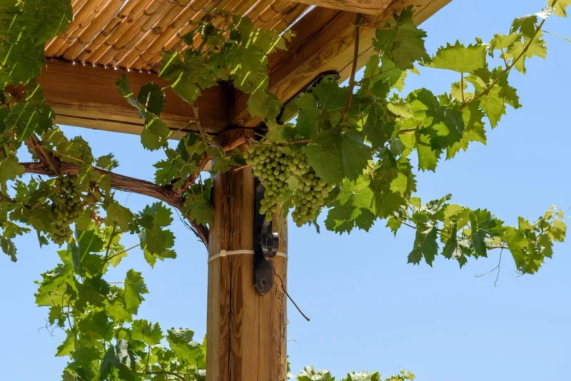 Vines and grape clusters on a wooden pergola at the Hatziemmanouil winery in Kos, against a blue sky