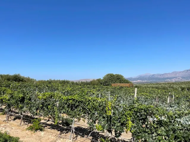 Rows of green vines under a blue sky, with a distant mountain ridge on the horizon