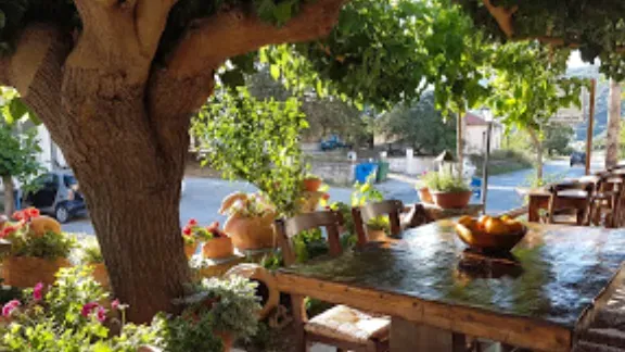 A long wooden table in the shade of a big tree, flower pots and a wooden bowl on it
