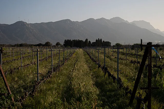 Rows of pruned vines amid green grass, with a mountain ridge and wind turbines behind them