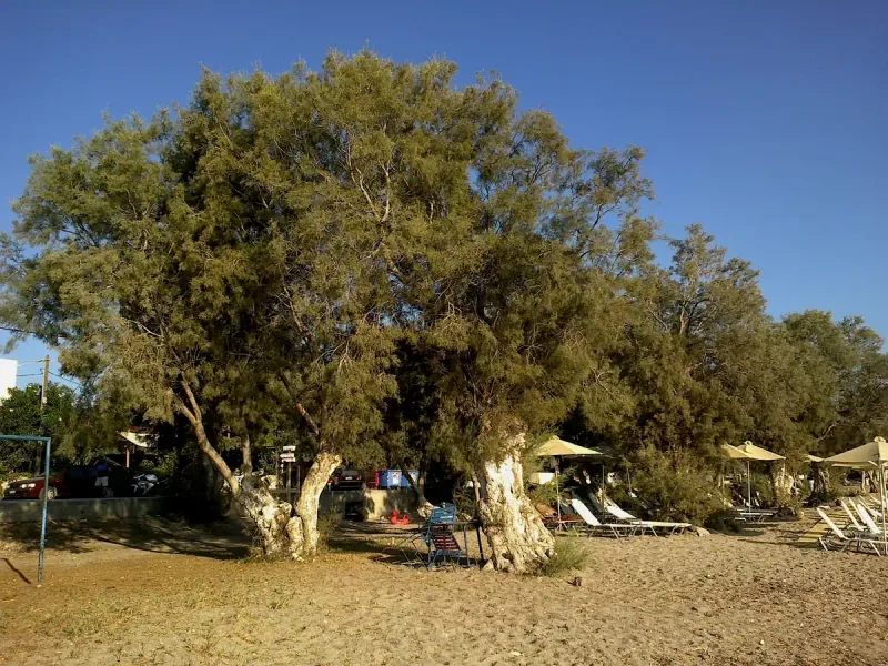 The O Hamos taverna on Papikinou beach on Milos, tables in the shade of the trees facing the water