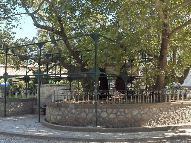 An ancient spreading plane tree supported by props, in a shaded square