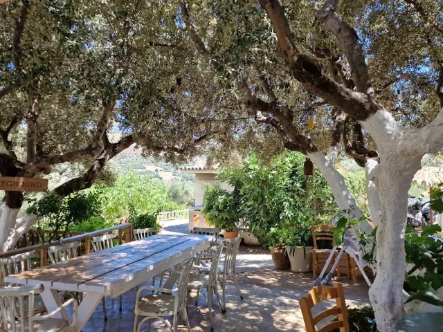 A long wooden table and white chairs under olive trees, with hills in the background